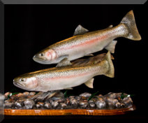 Steelhead Pair custom carving