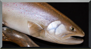 Bull trout wood sculpture