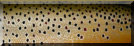 Brown Trout Scales