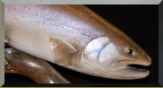Bull trout wood sculpture